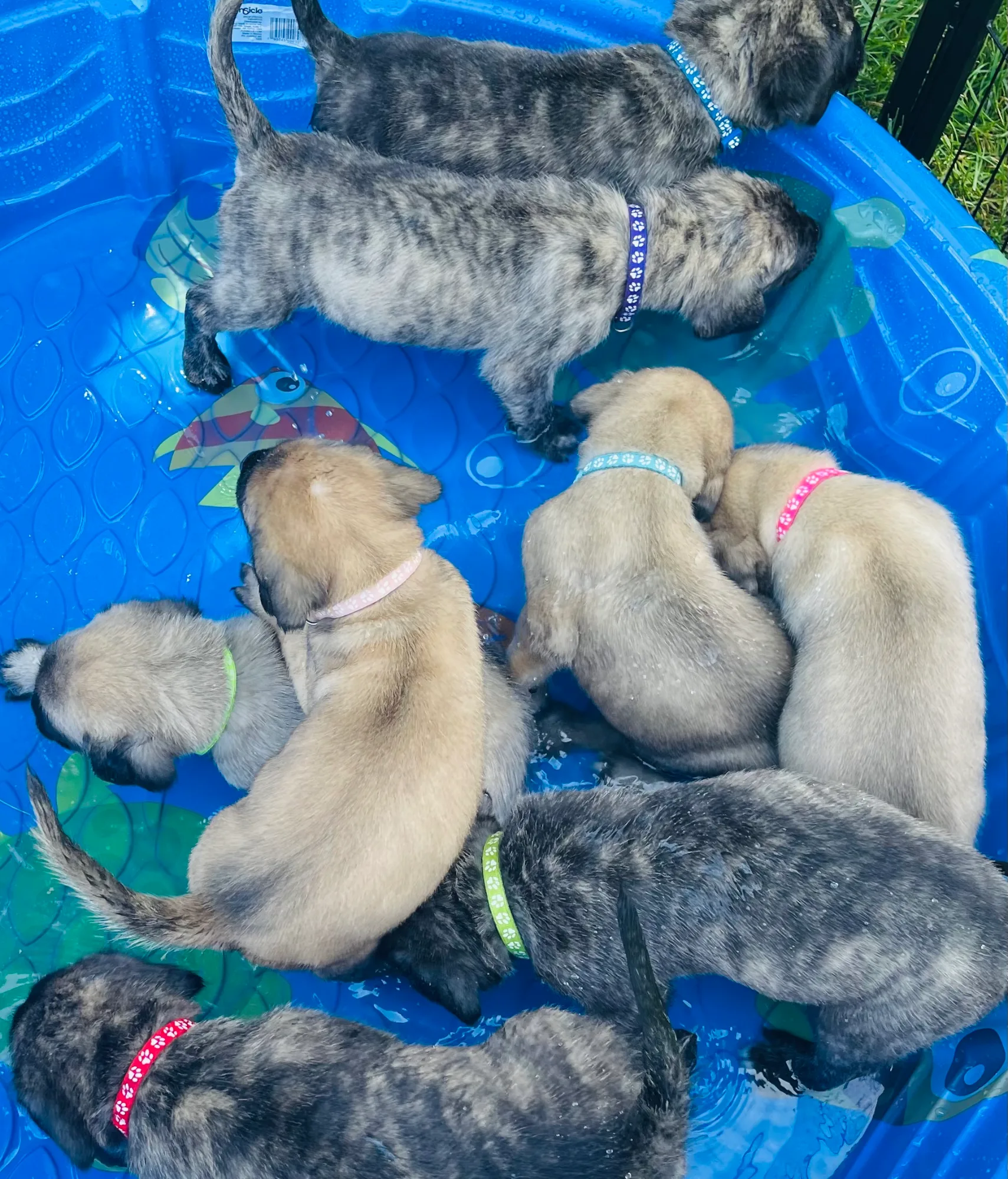 Pool day — the whole crew.
