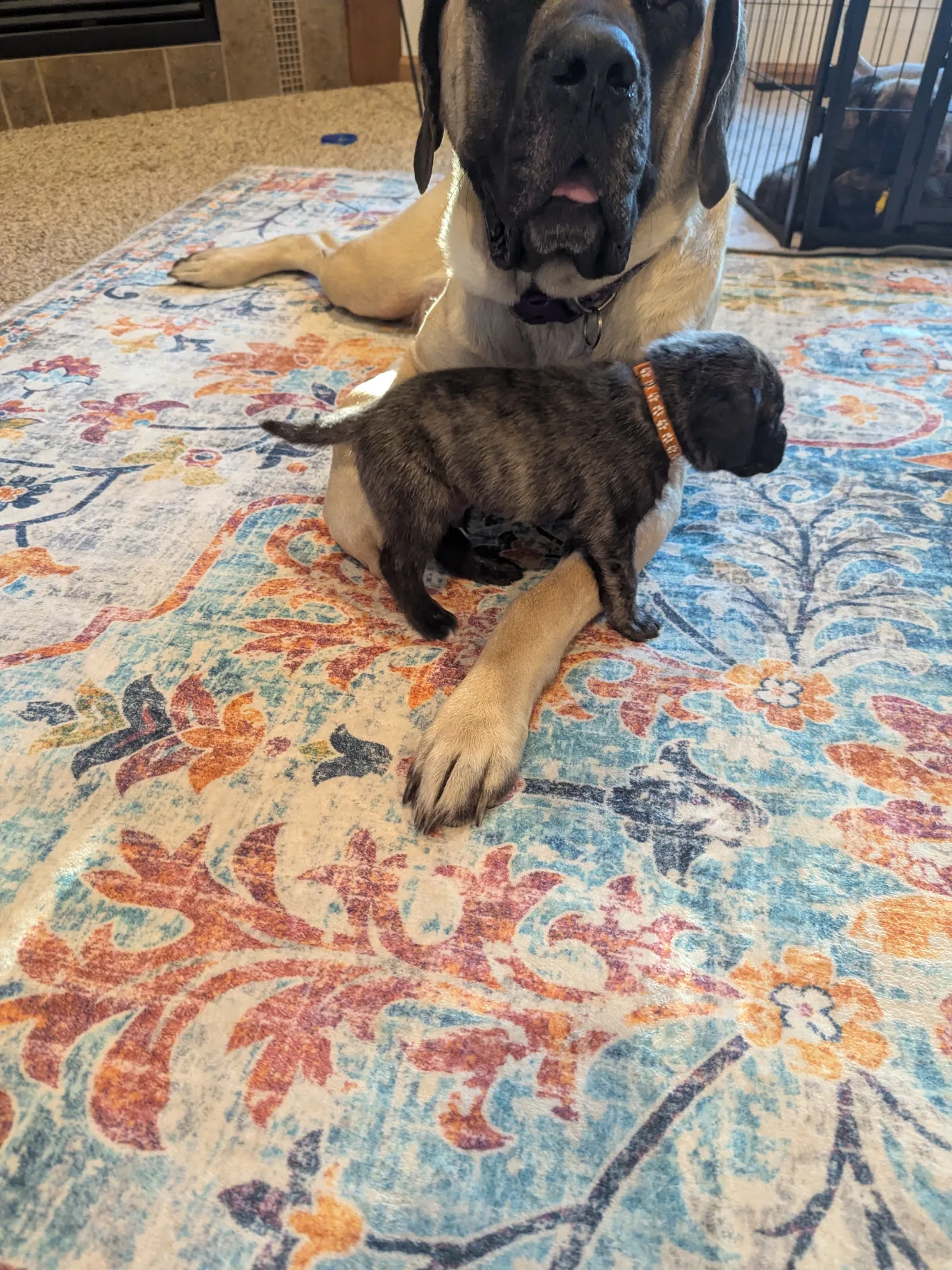 Violet keeping one eye on the orange-collar boy — four weeks in.