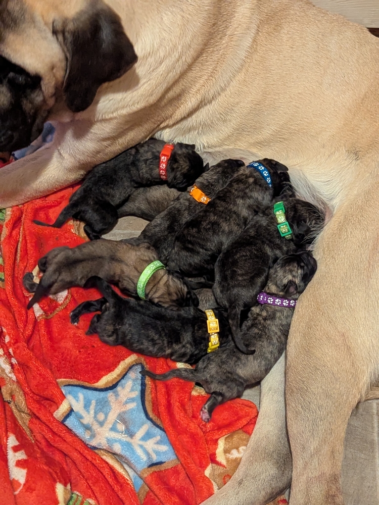 all the colors of the litter