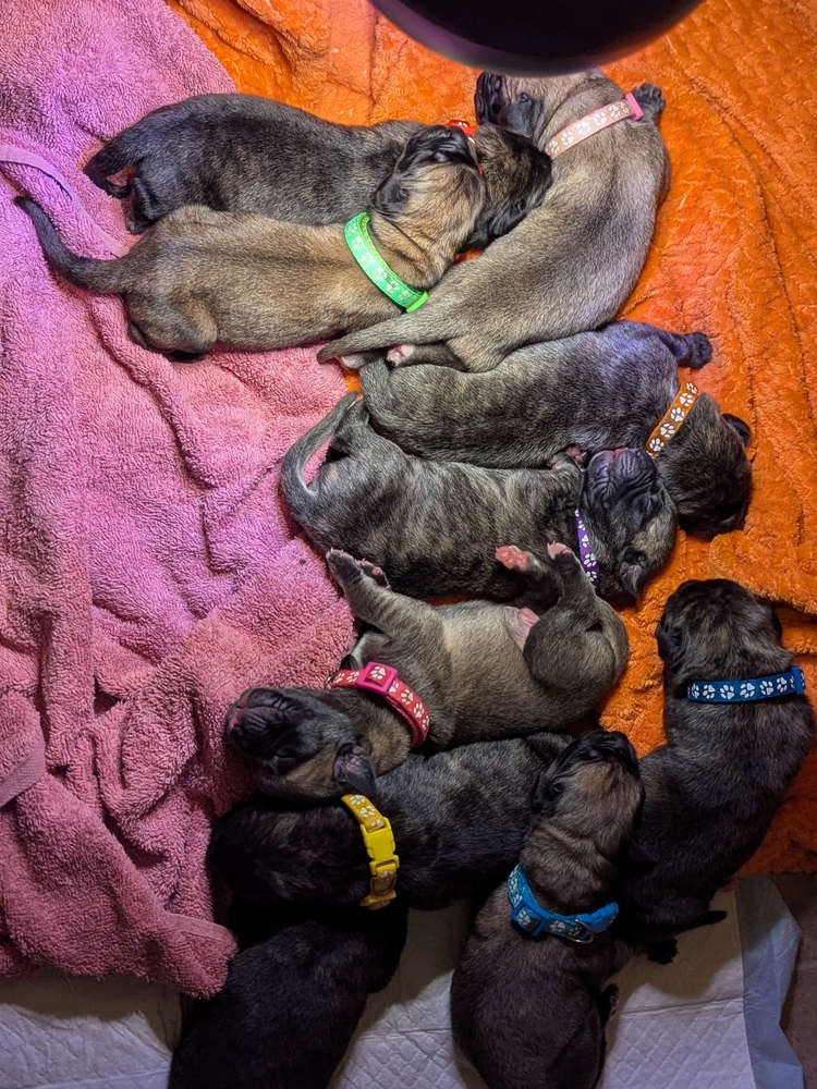 the whole pile — every collar accounted for