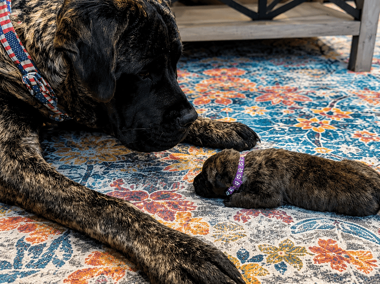 chief, nose to nose with his purple-collar boy