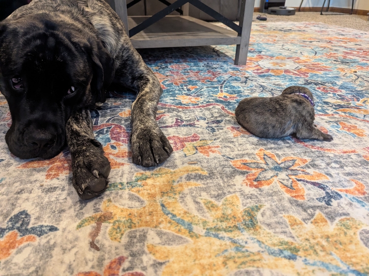 the size of him, the size of them