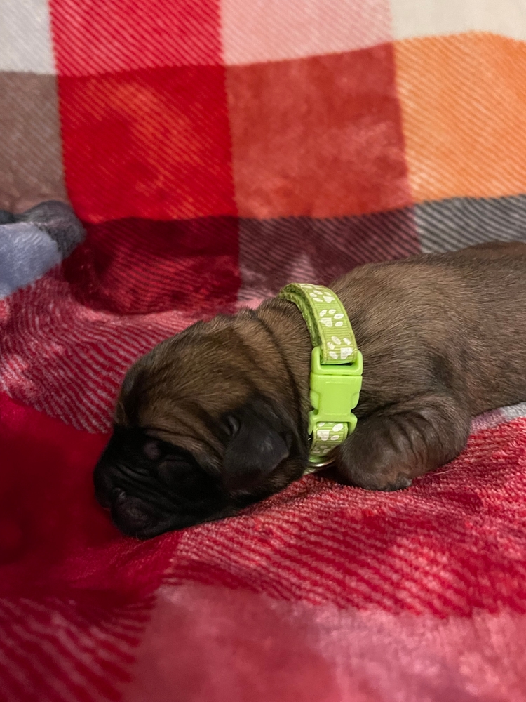 lime green, curled up small