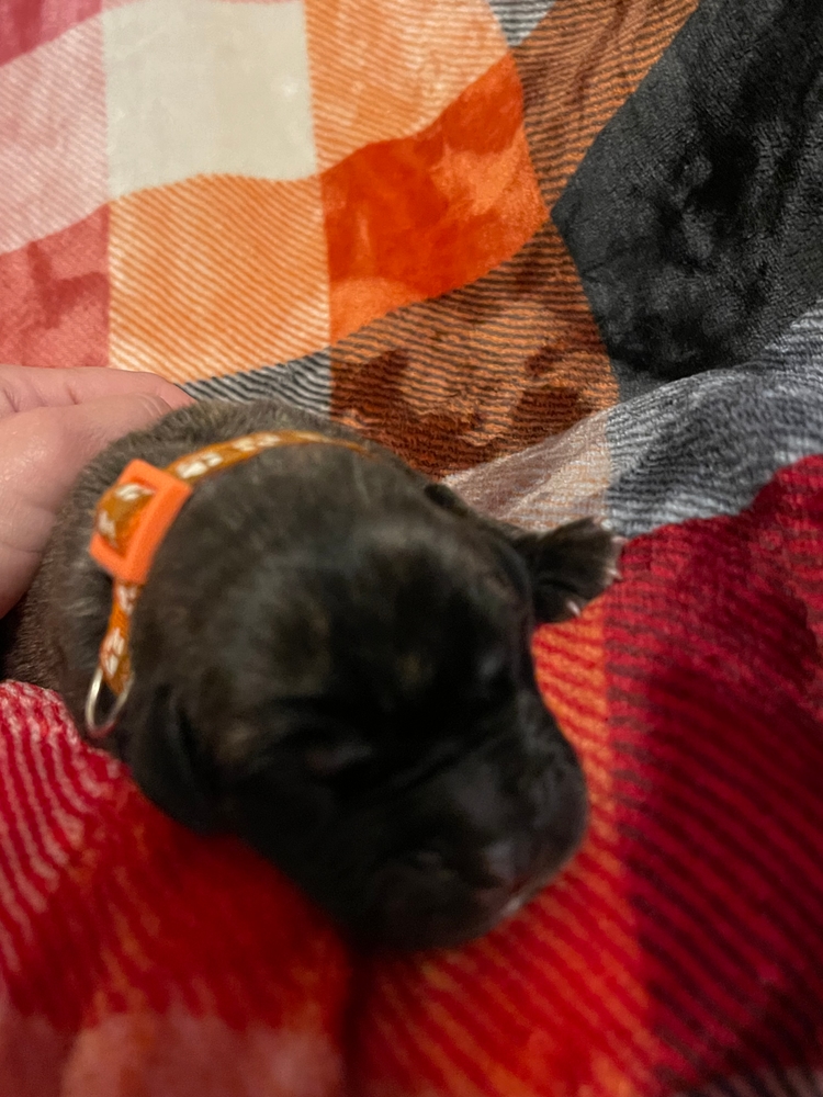 orange, all curled up