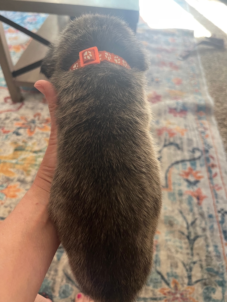 orange, brindle from nose to tail
