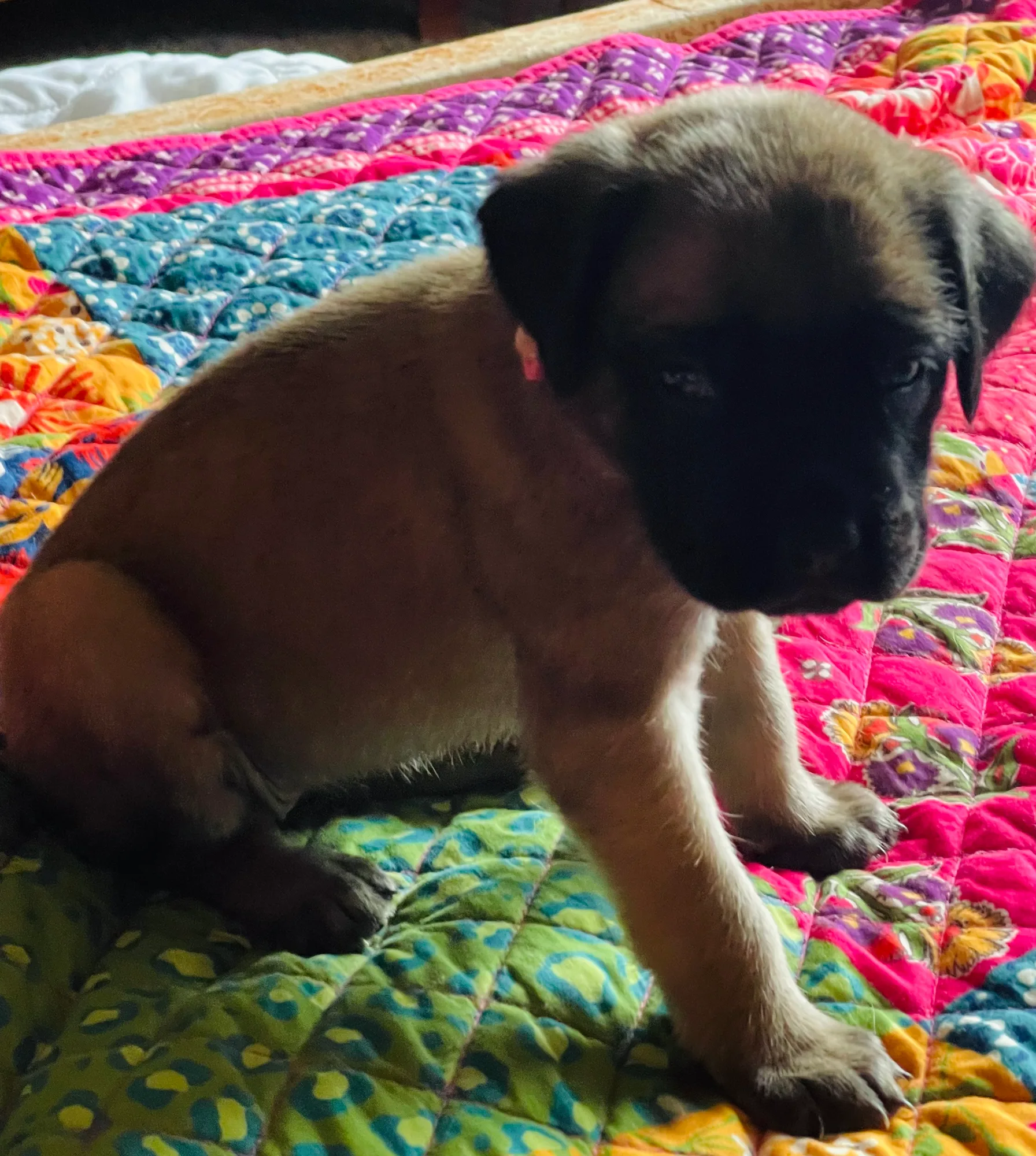 Sweet fawn puppy girl resting on a colorful quilt.