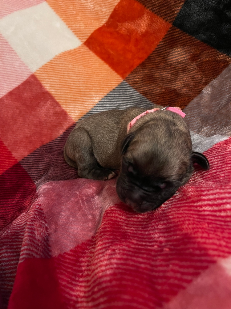 pink — our one little girl