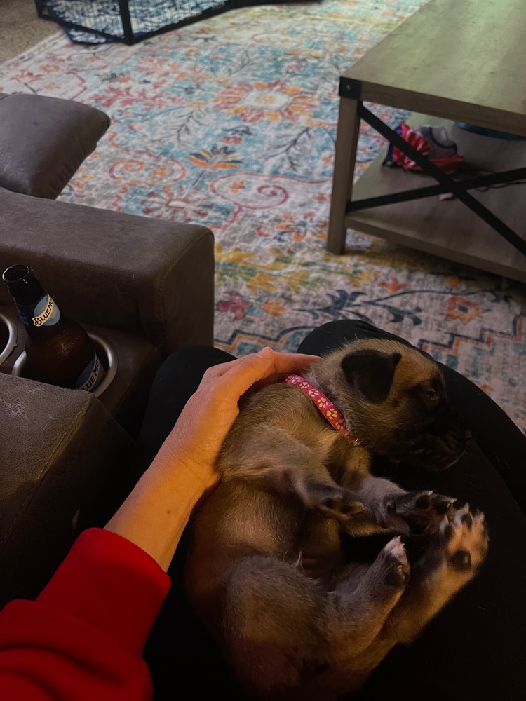pink — our girl, belly up in a lap