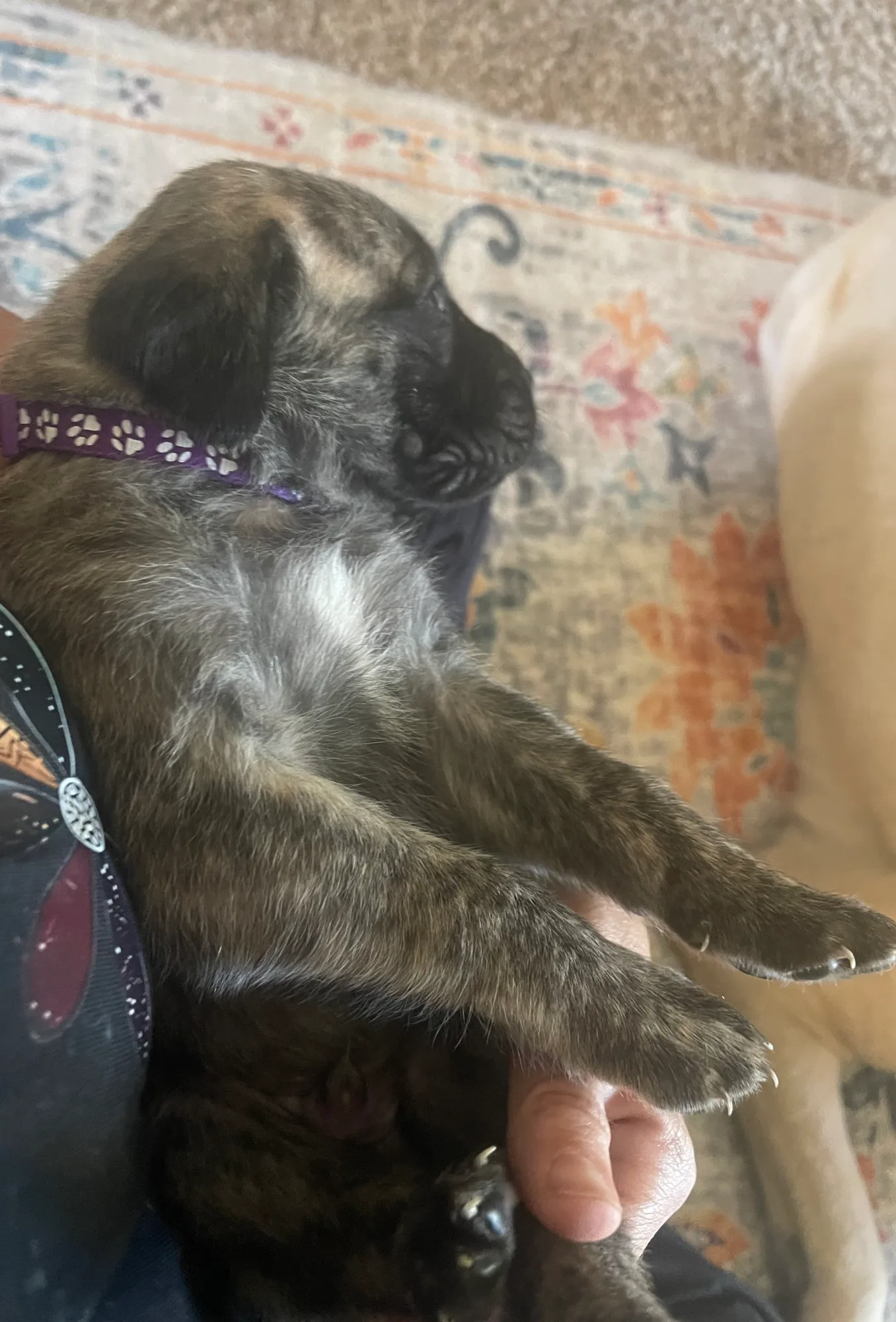Purple-collar puppy boy getting a cozy belly cuddle.