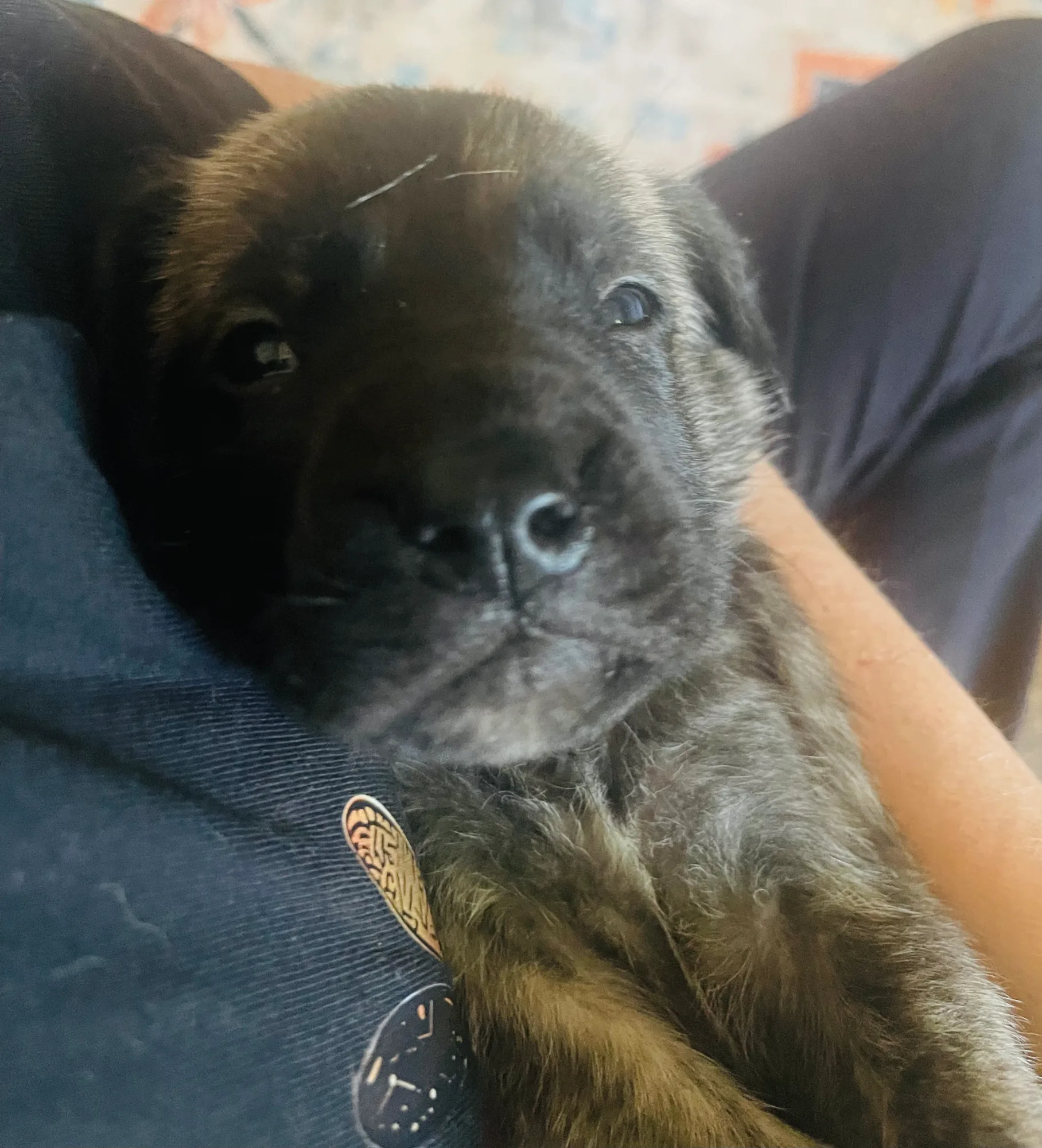 Sweet purple-collar puppy boy relaxing on a lap.