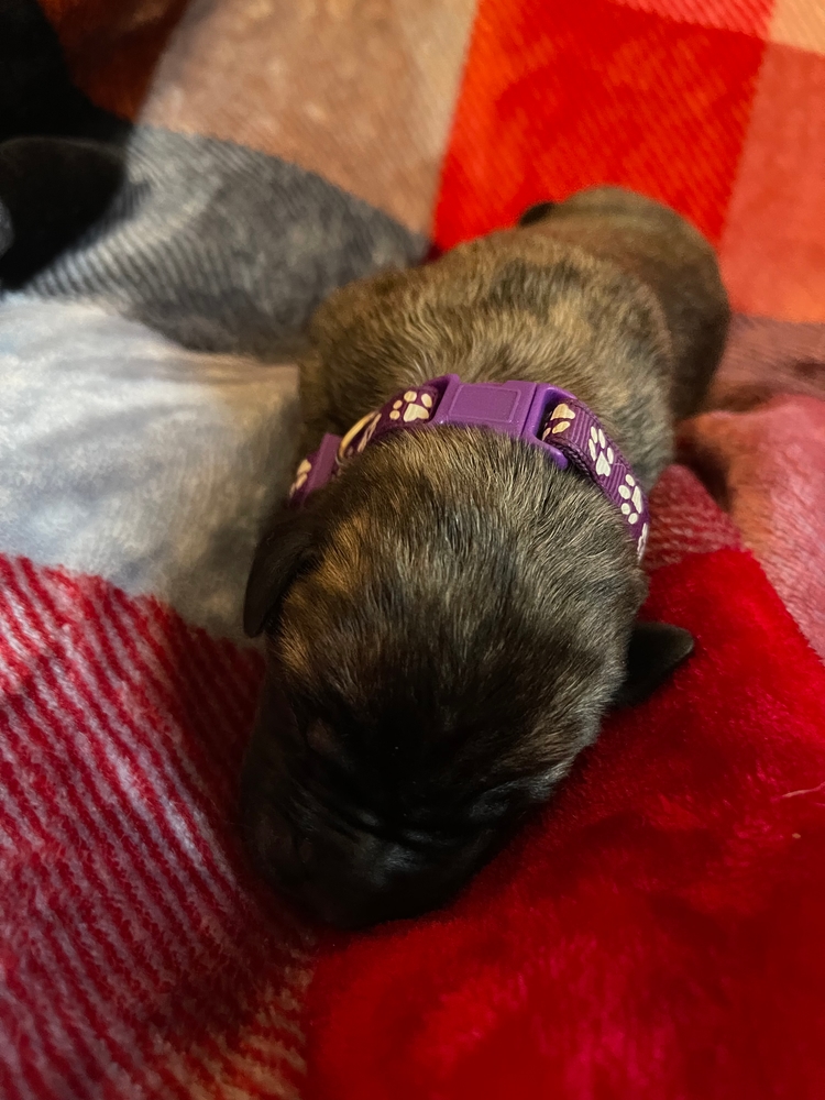 purple, paw prints and all