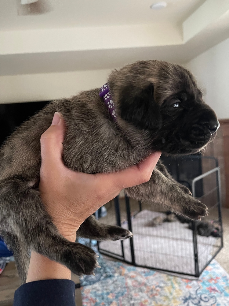 purple, looking up from the crate