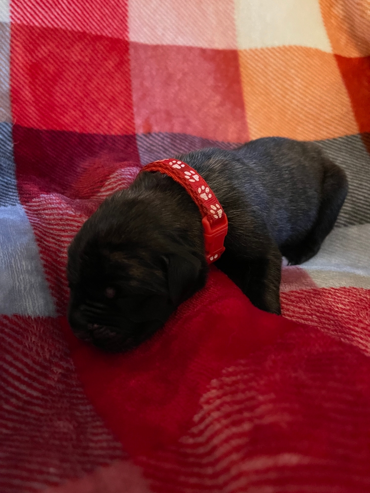 red, fast asleep