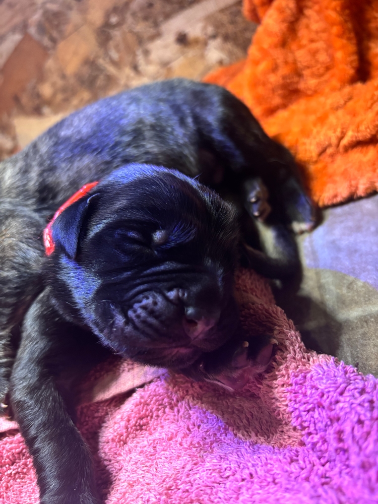 red, one week in