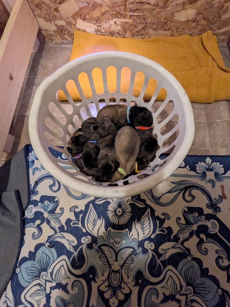 everybody in the basket — bath-day logistics