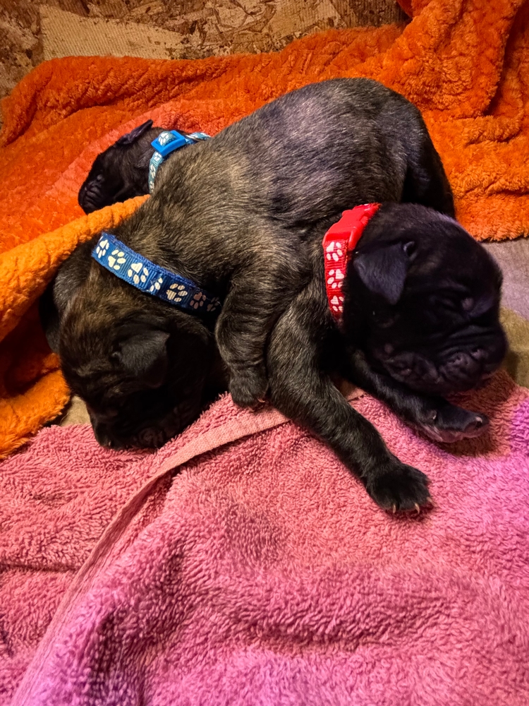 red and royal blue, tangled up together