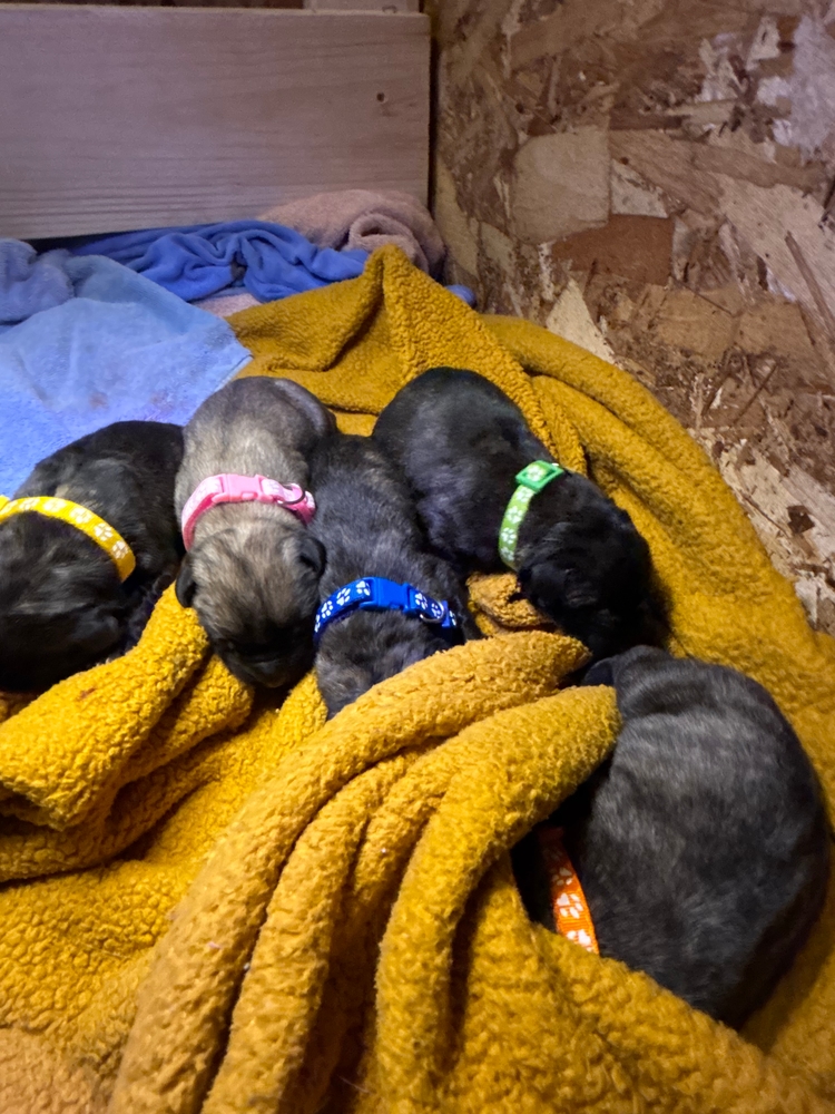 a whole row of them — half the litter, fast asleep
