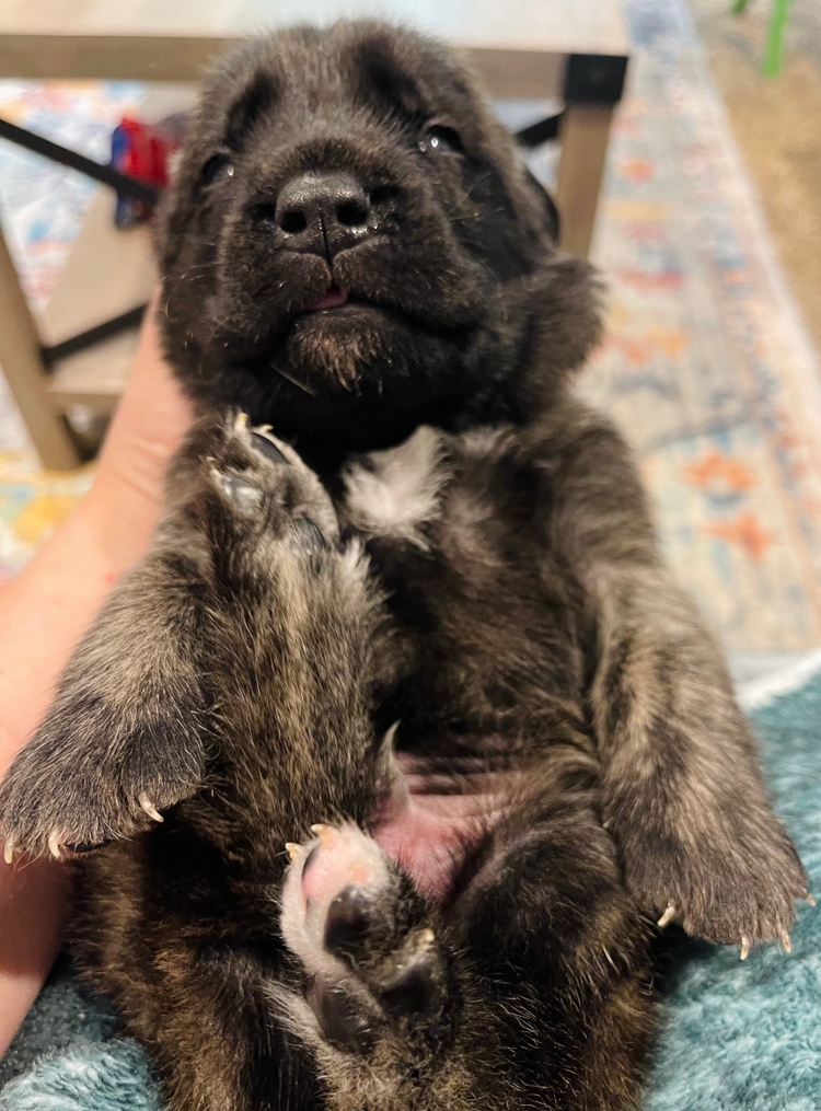 belly up, tongue out, sound asleep