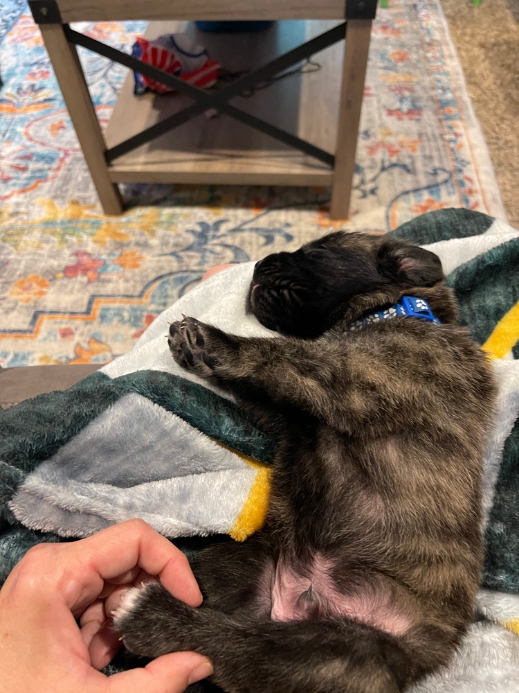 out cold on the gray blanket
