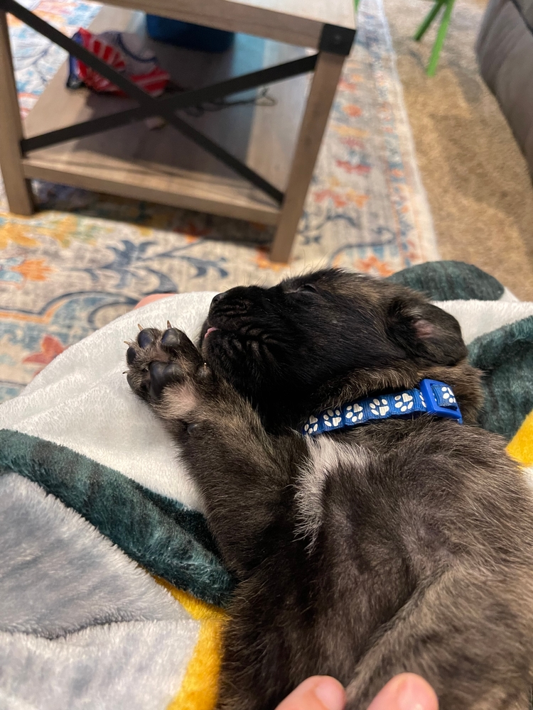 paws tucked, dead asleep