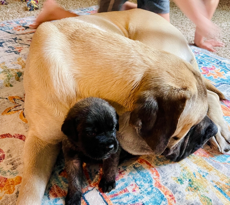 curled up nose to nose with one of the grown-ups