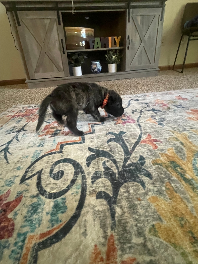 orange, off exploring the big rug