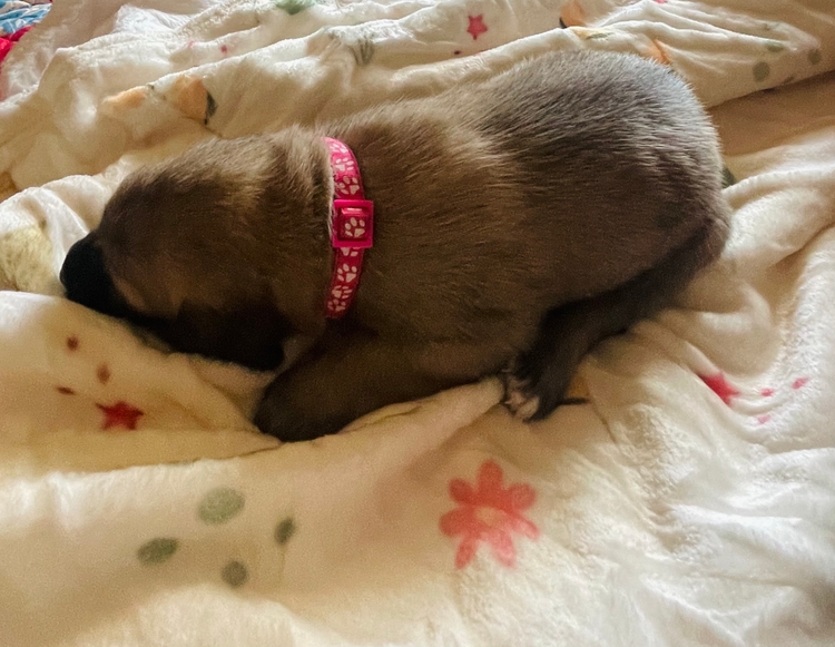 pink, asleep on the flowered blanket