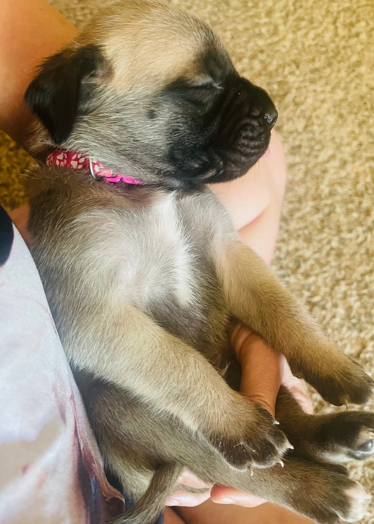 pink, out cold in someone's arms