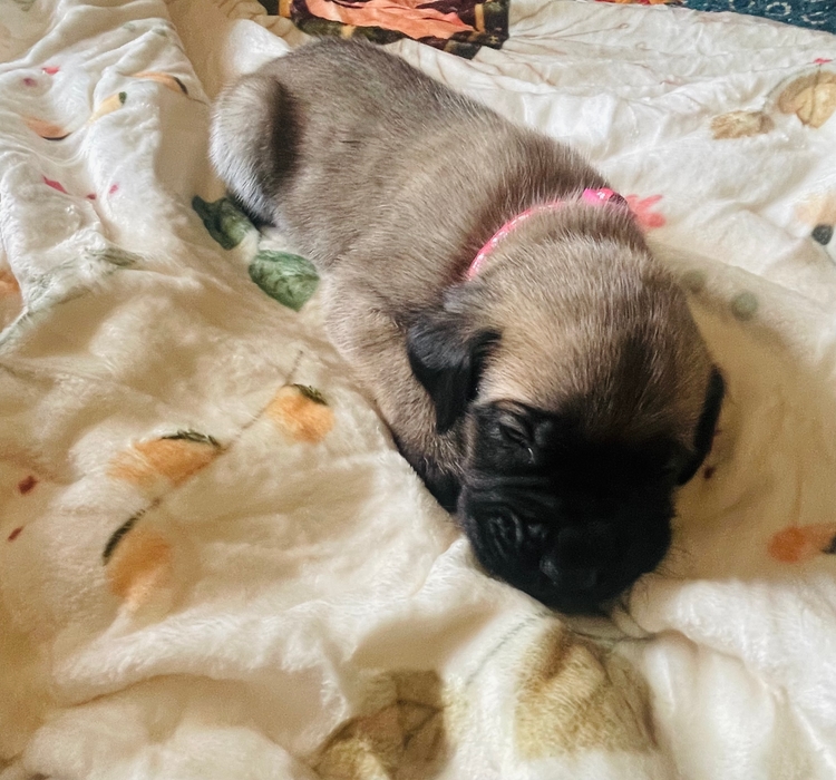 pink again, stretched out on the quilt