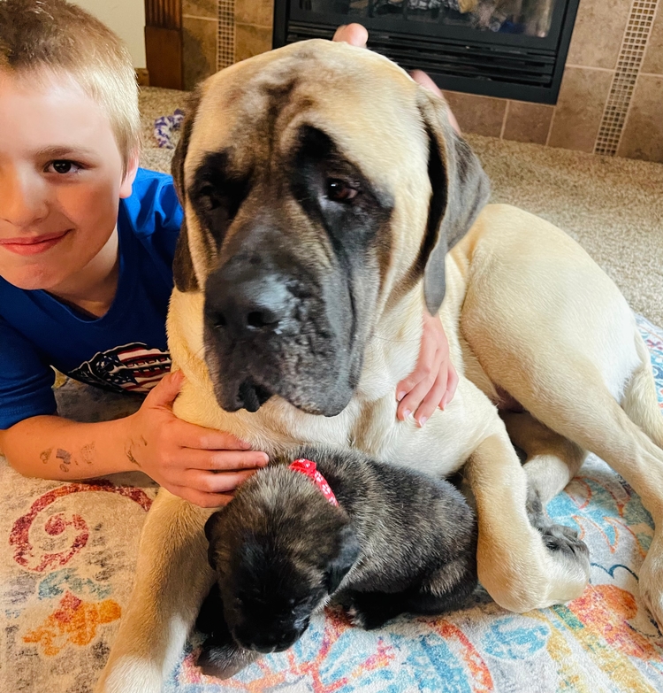 red and the boy, keeping the big dog company