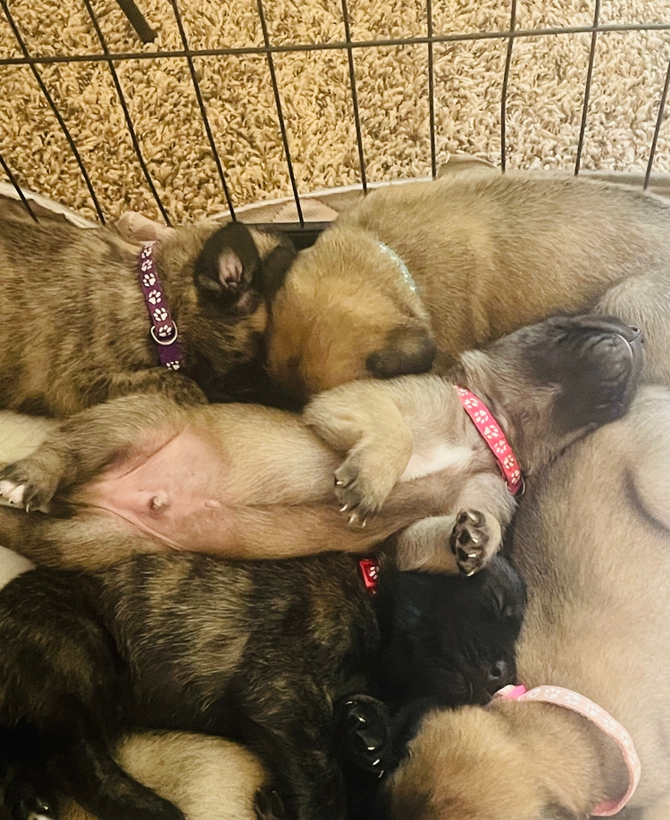 the whole crate, collars and all