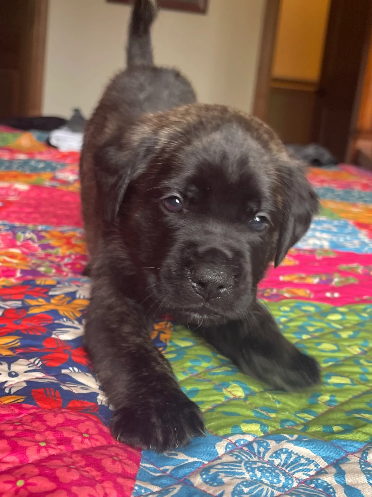 Yellow boy — all eyes and wrinkles.