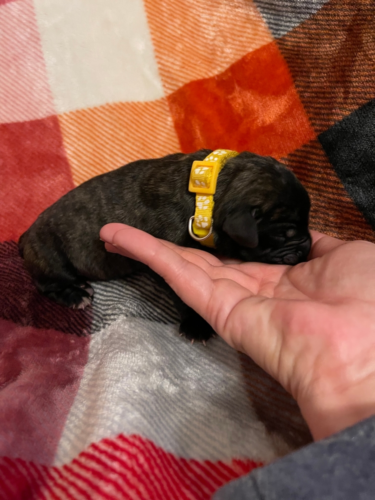 yellow, brindle through and through