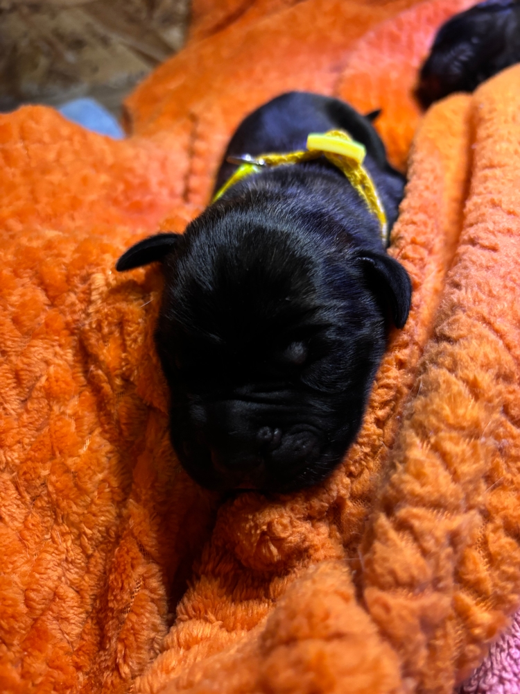 yellow, tucked into the orange blanket