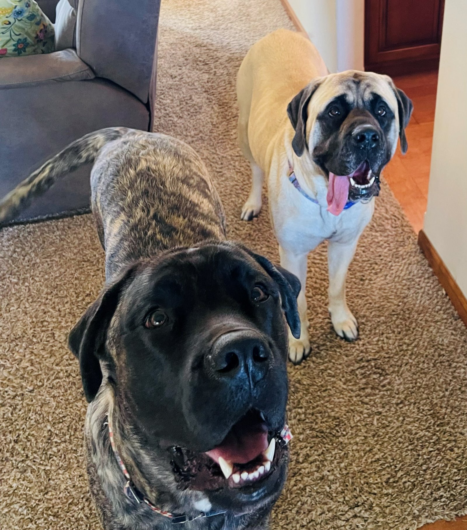 Chief — with violet, his favorite person