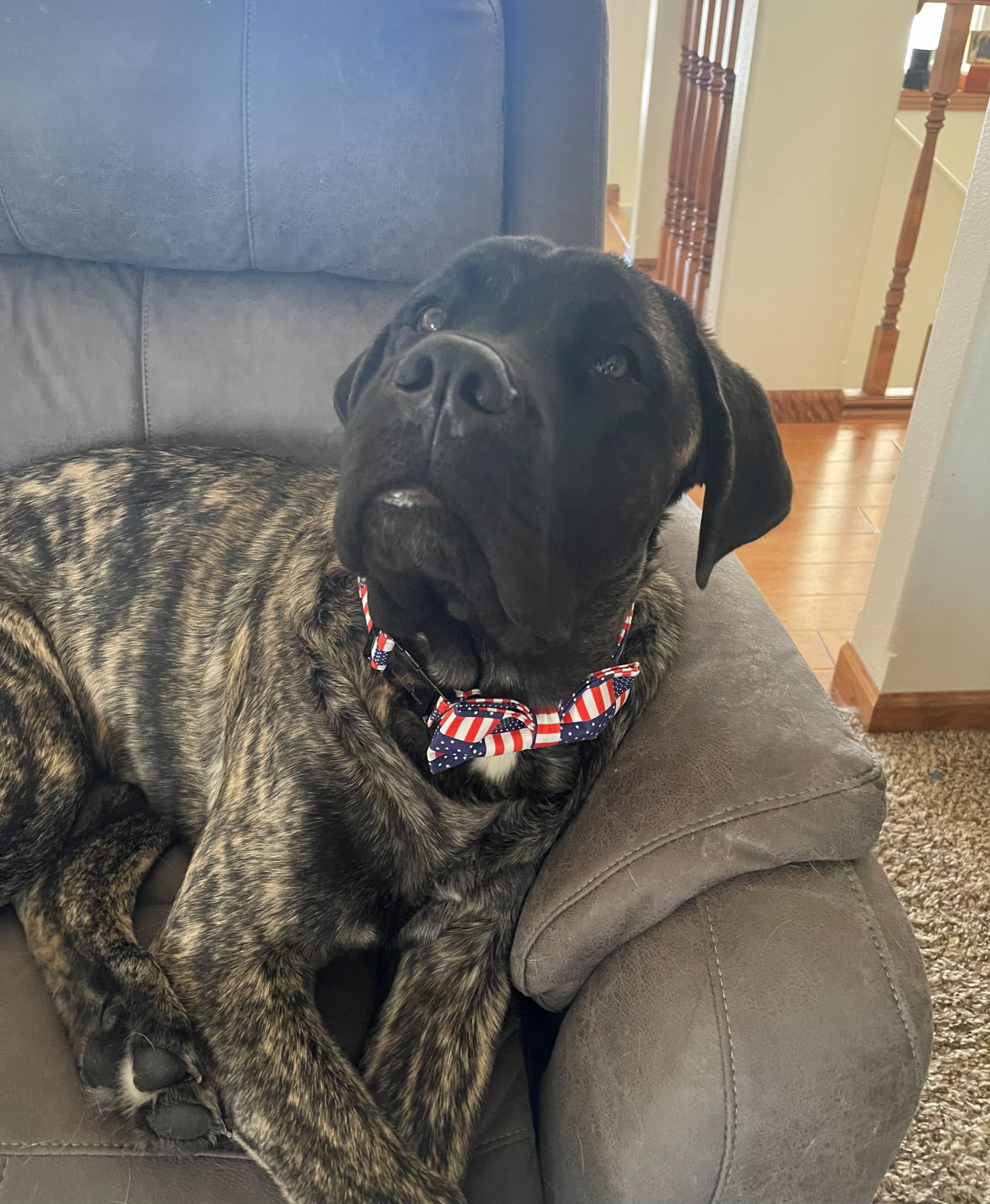 Chief, our brindle English Mastiff sire, in a flag bowtie