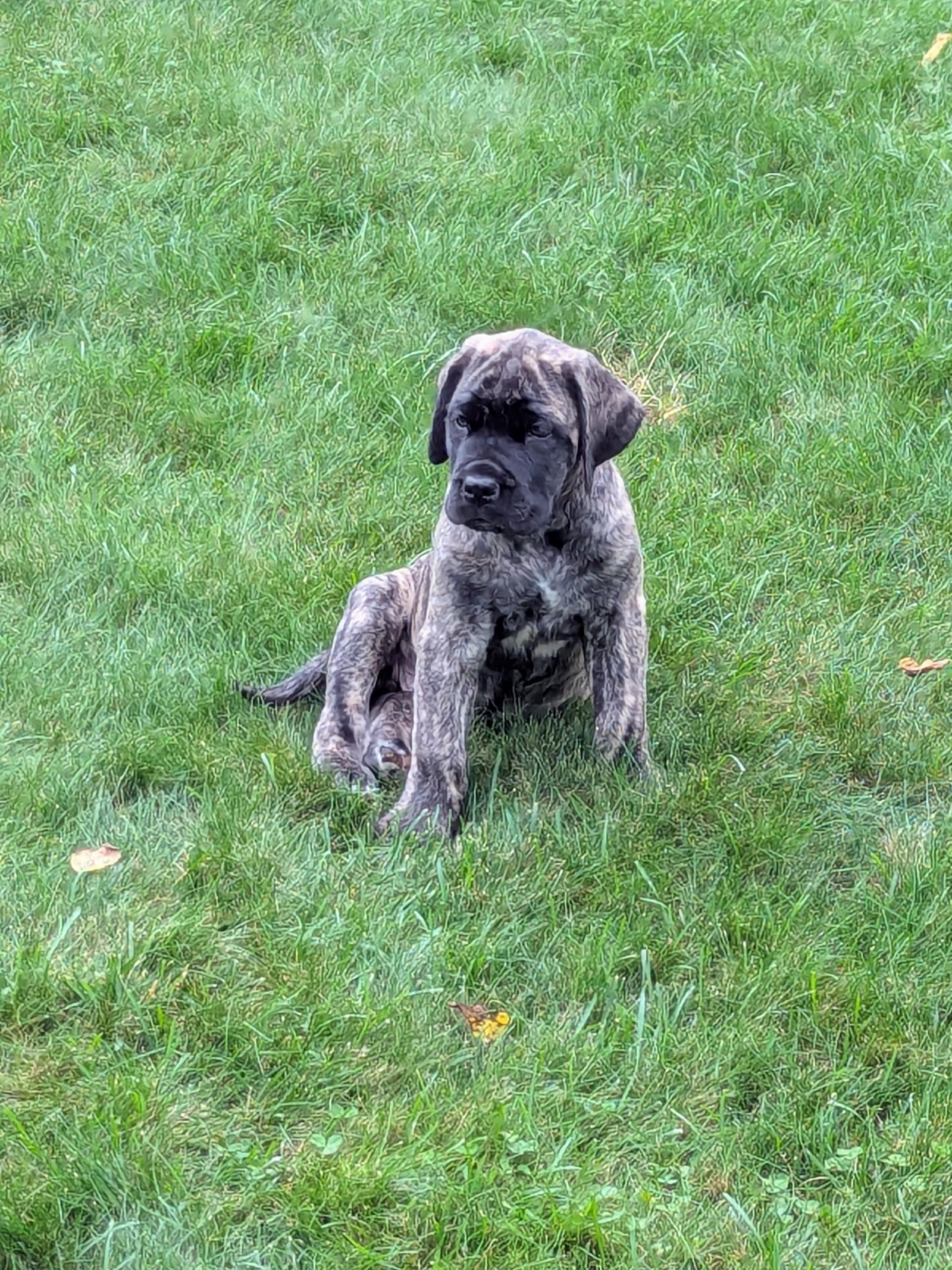 Chief — puppy days, 8 weeks ♡