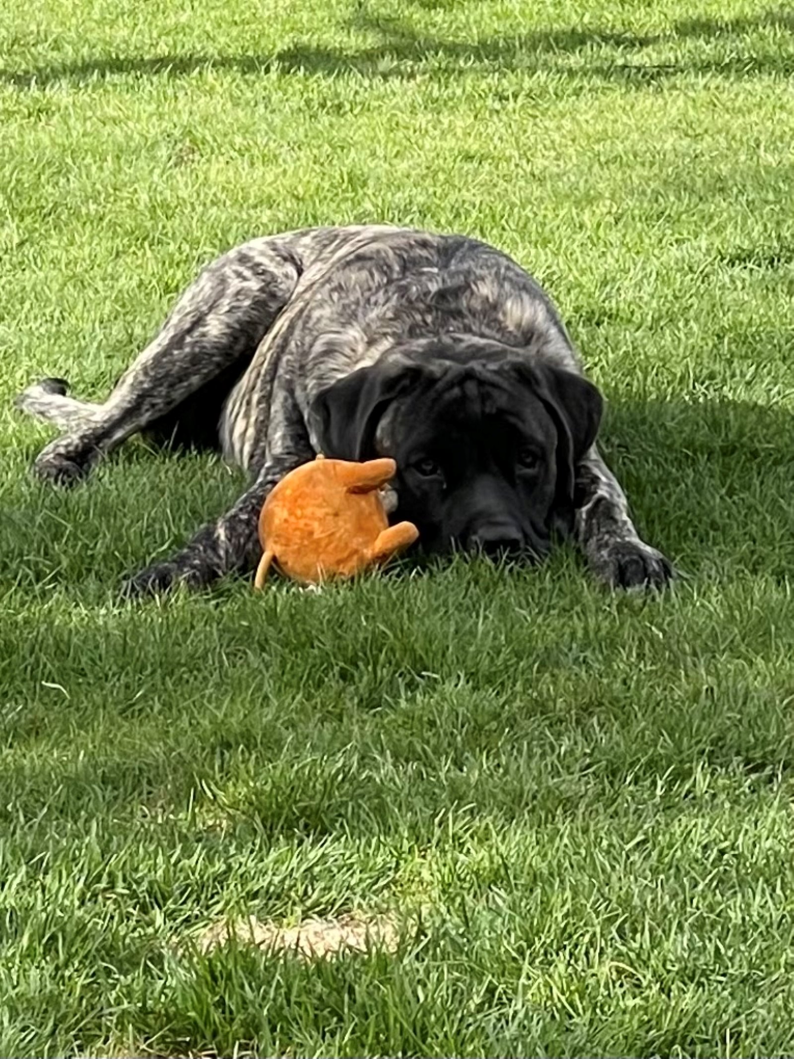 Chief — yard play, his favorite toy