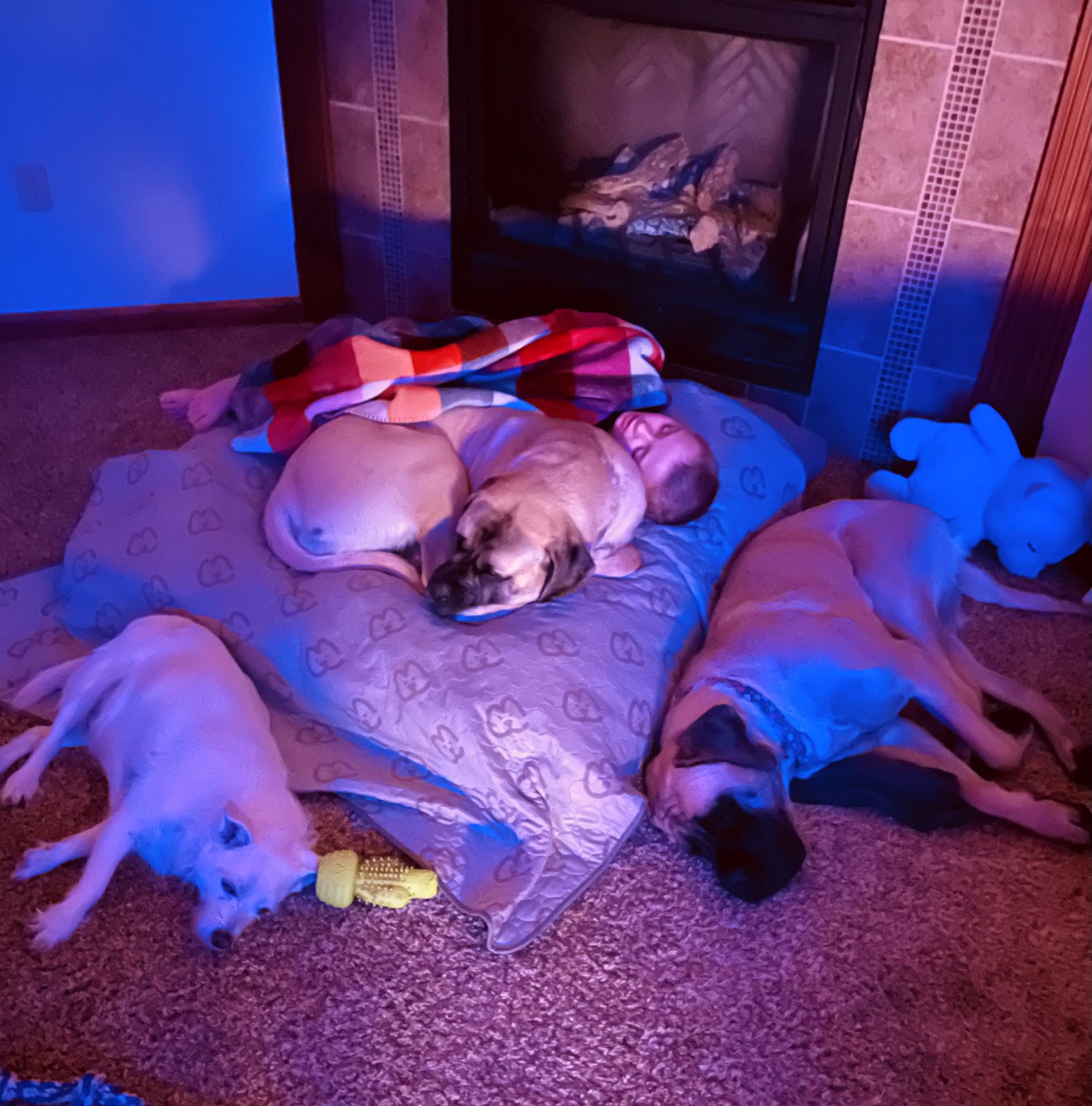 Our whole pack — three Mastiffs piled up with Nolan by the fireplace