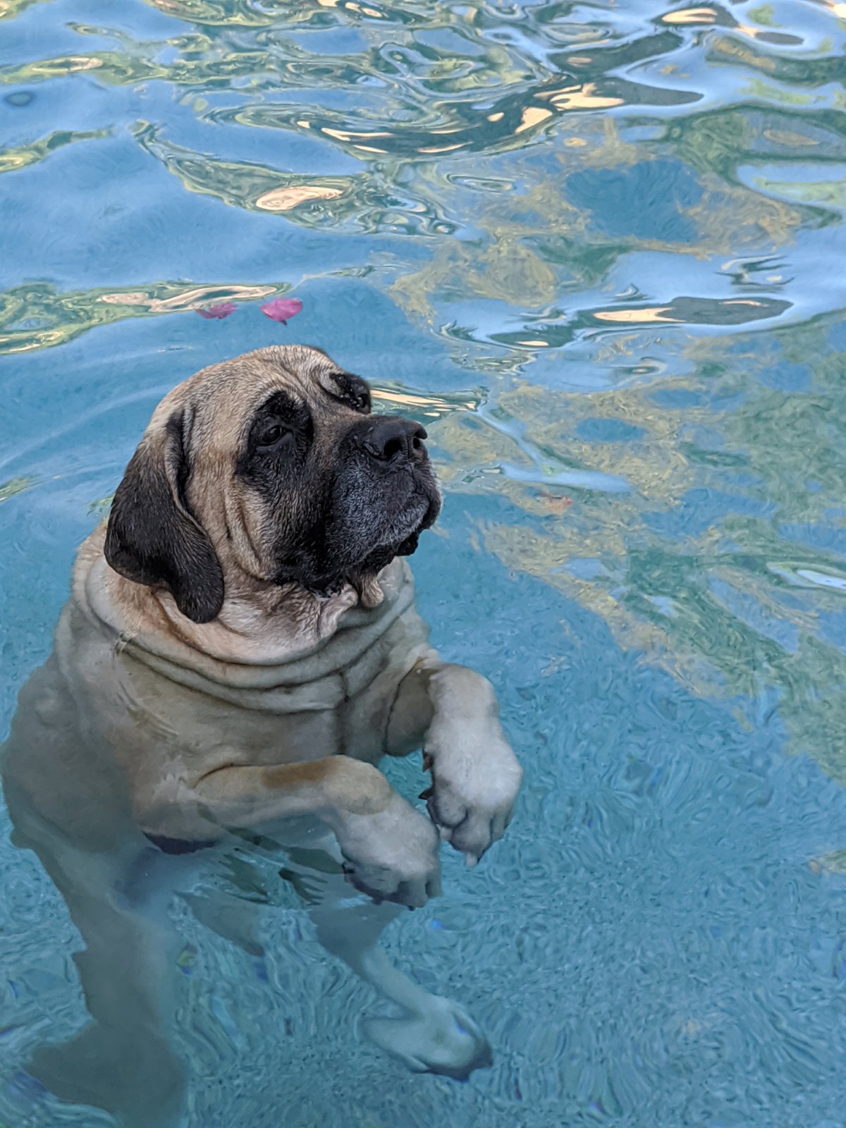 Liberty swimming in the pool