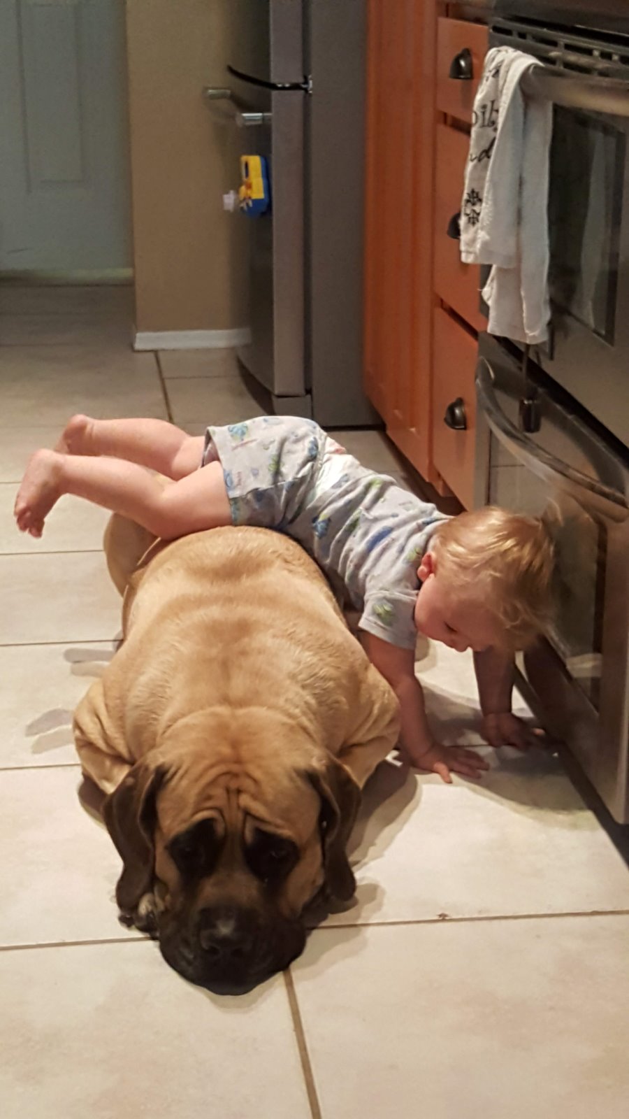 A toddler steadies himself against Liberty's side