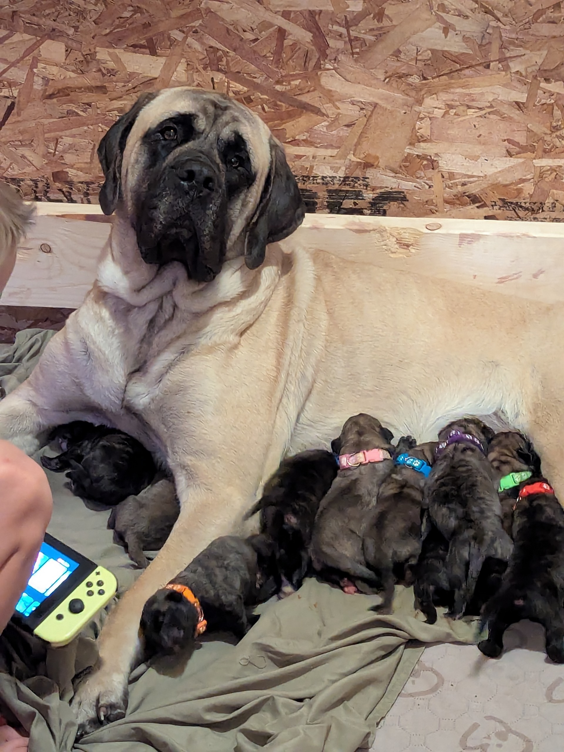 Violet looking proud while her newborn litter nurses on the morning of May 21