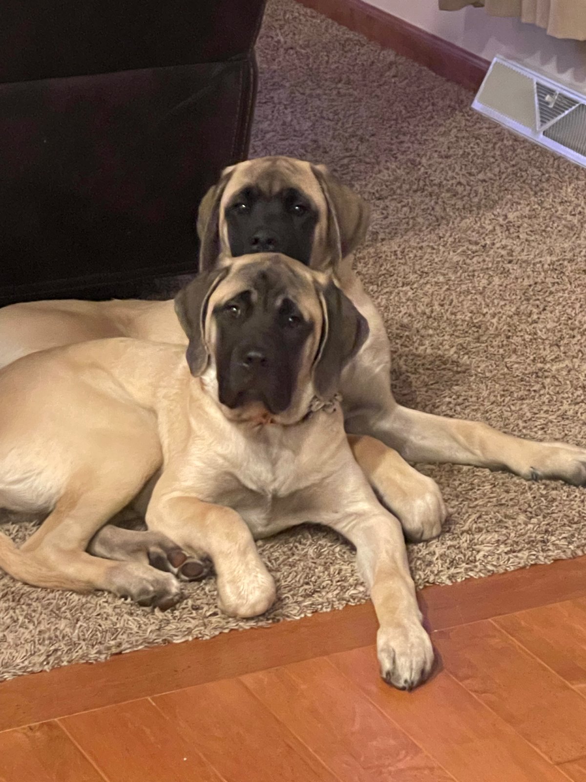Violet — with poppy, sister cuddles