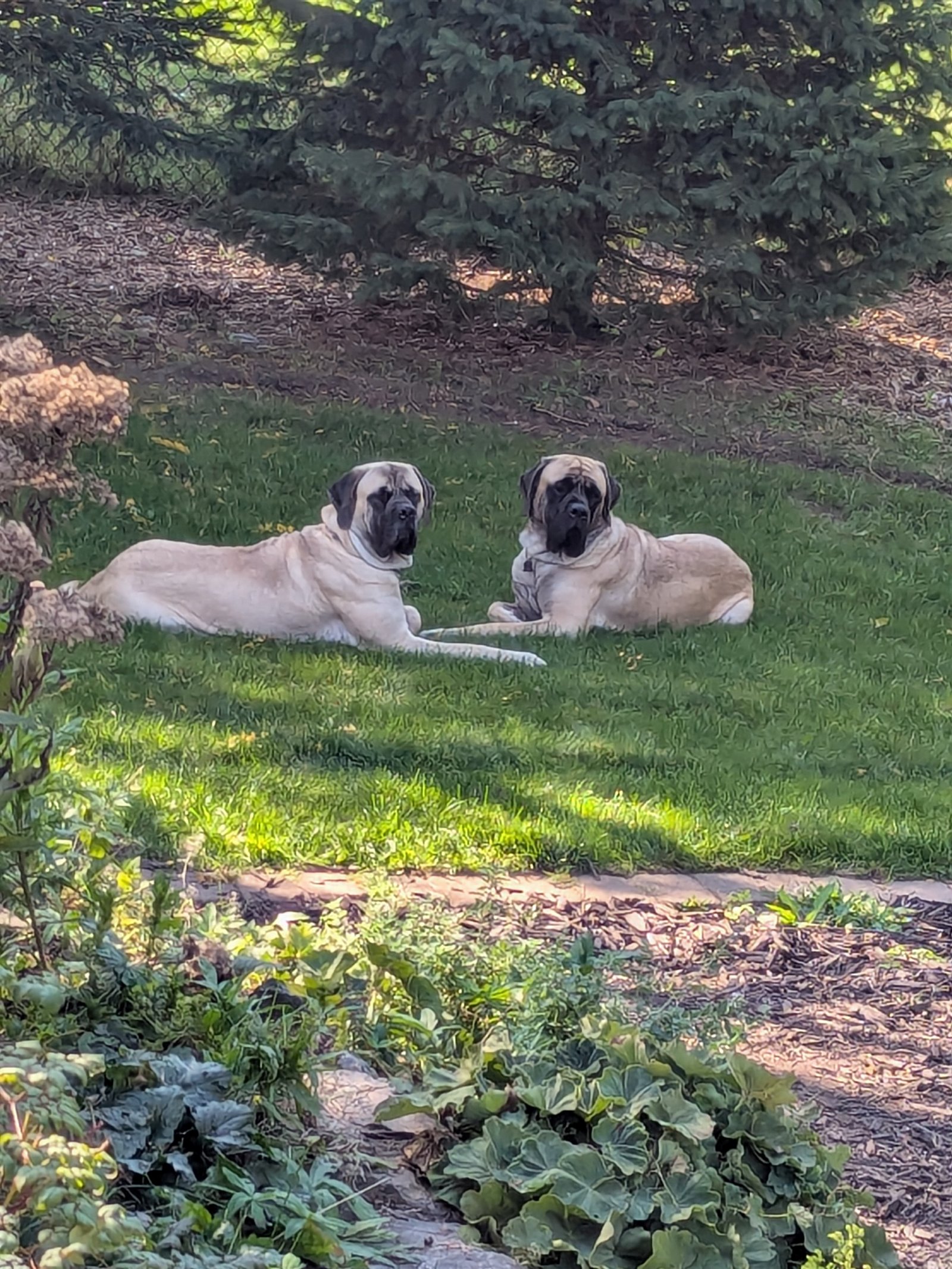 Violet and Poppy, our two fawn Mastiffs, lying together under a spruce tree