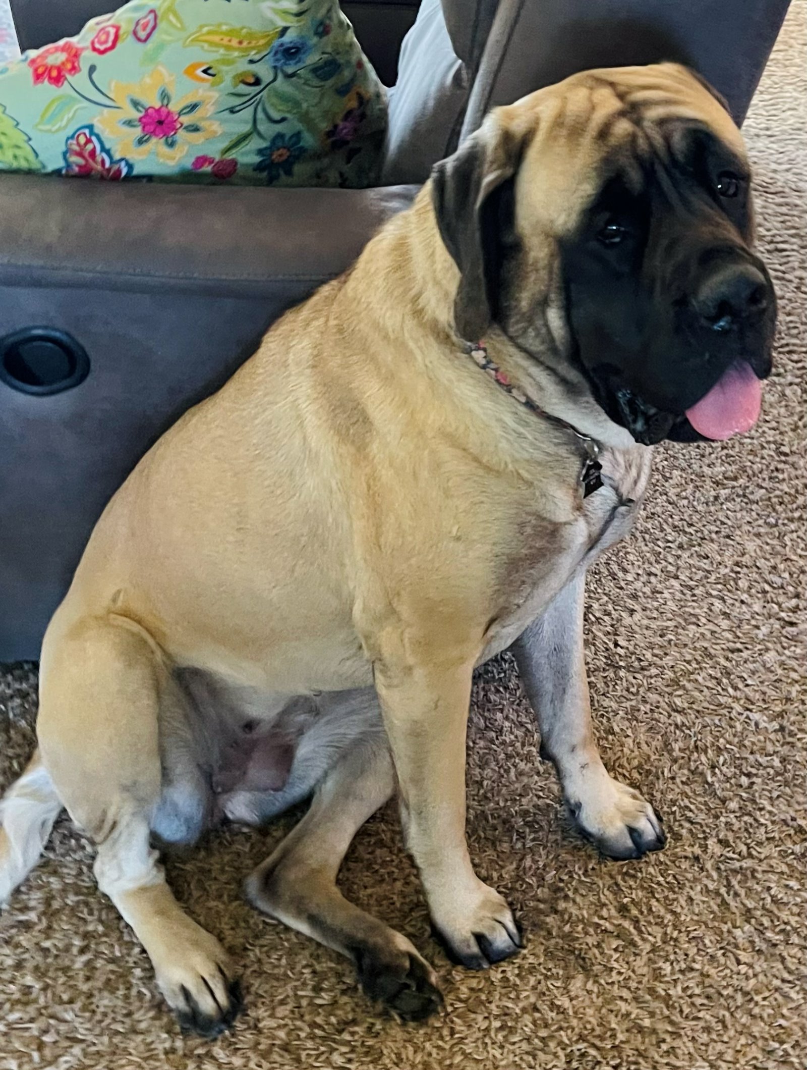 Violet — at home, her usual spot